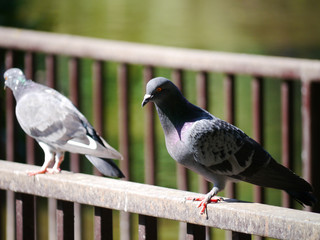 Close up brown pigeon with blur background