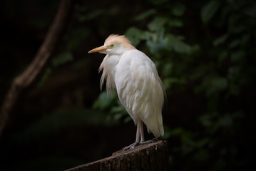 Portrait of an exotic bird