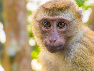 Obraz premium Meet the Monkeys of Monkey Hill