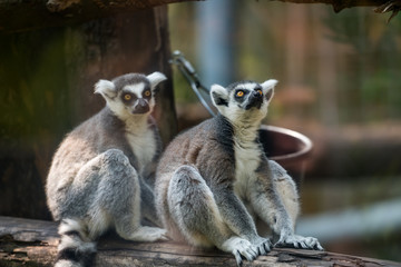 Two lemurs looking thoughtful 