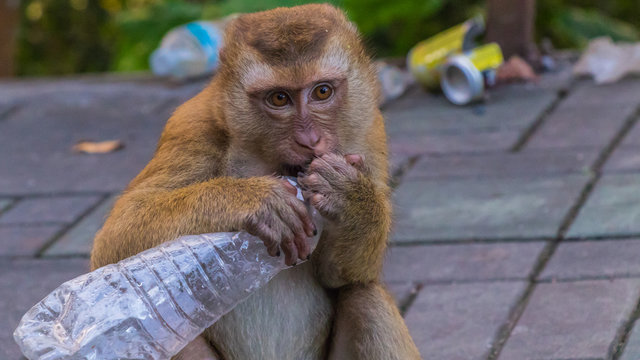 Meet the Monkeys of Monkey Hill