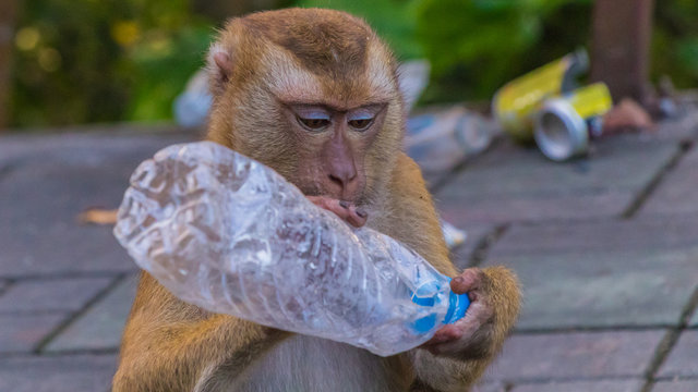 Meet the Monkeys of Monkey Hill