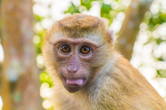 Meet the Monkeys of Monkey Hill