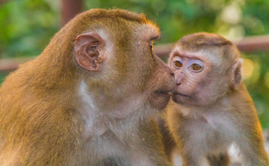 Meet the Monkeys of Monkey Hill