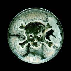 Petri dish growing bacteria in the shape of a skull and crossbones