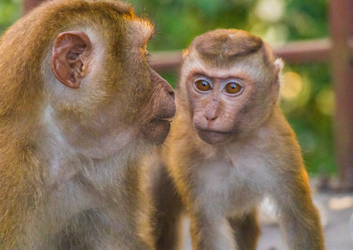Meet the Monkeys of Monkey Hill