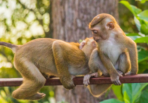 Meet the Monkeys of Monkey Hill