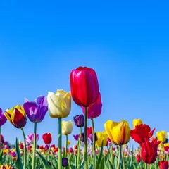 Fotobehang Tulp field with blooming colorful tulips