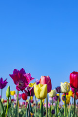 Feld mit blühenden bunten Tulpen