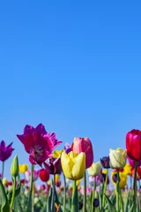 Photo sur Aluminium Tulipe champ avec des tulipes colorées en fleurs