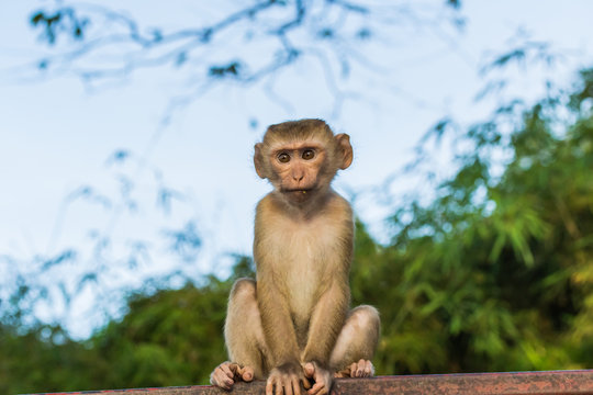 Meet the Monkeys of Monkey Hill