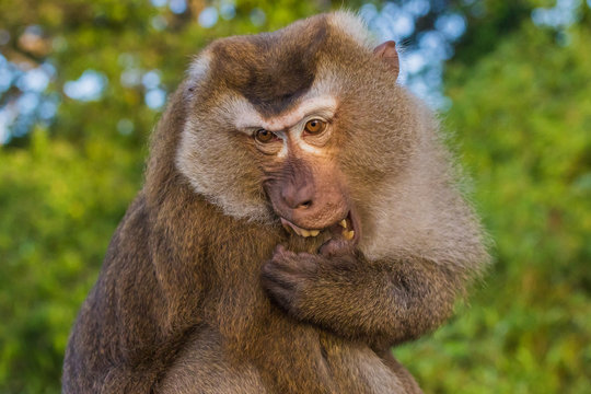 Meet the Monkeys of Monkey Hill