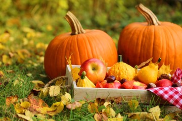 Autumn harvest in warm tones.Two large pumpkins,box with apples, physalis, chestnuts and yellow leaves on a lawn in warm sunlight.Autumn abundance. Autumn mood