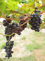 Grape farm in Thailand