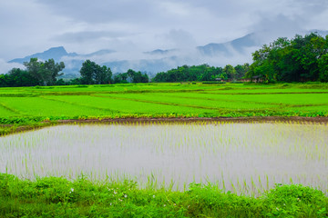 Natural View and Rice Farming in Nan Province, Thailand