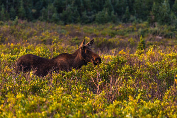 A Cow Moose Eating Breakfast