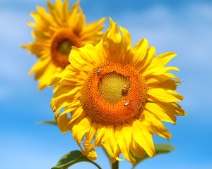 Beautiful photo of a bright sunflower