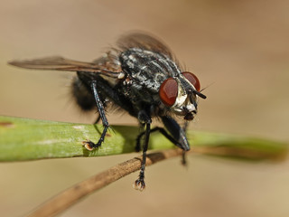 Flesh fly (Sarcophaga)