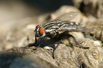 Flesh fly (Sarcophaga)