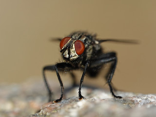 Flesh fly (Sarcophaga)