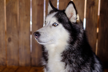 Husky breed