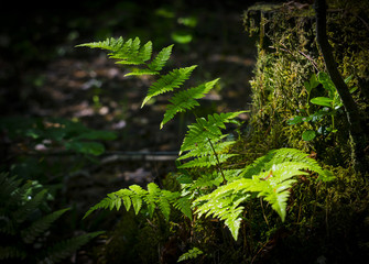 Fern Bush growing in the forest on a stump.
