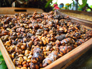 Coffee bean from musk, Indonesia
