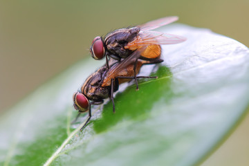 Mating fly macro