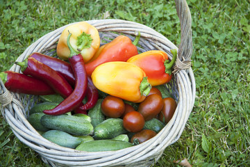  Vegetarian food, harvest, juicy vegetables, cucumbers, tomatoes, sweet pepper on green grass, in a basket.