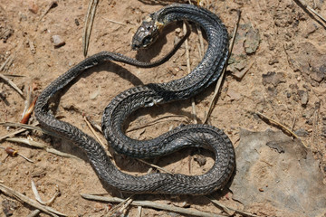 A small snake died on a sandy road due to anomalous heat