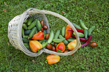  Vegetarian food, harvest, juicy vegetables, cucumbers, tomatoes, sweet pepper on green grass, in a basket.