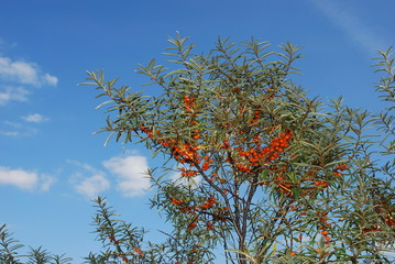 sea-buckthorn