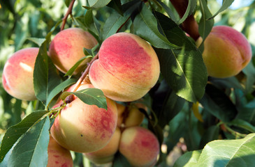Naklejka premium Ripe peaches on a tree in a fruit garden.