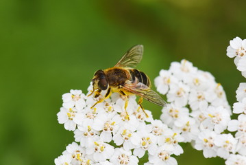 The dronefly Eristalis tenax collecting pollen in a yarrow flower