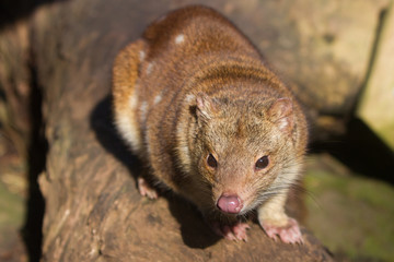 Quoll Sitting on a Log