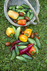  Vegetarian food, harvest, juicy vegetables, cucumbers, tomatoes, sweet pepper on green grass, in a basket.