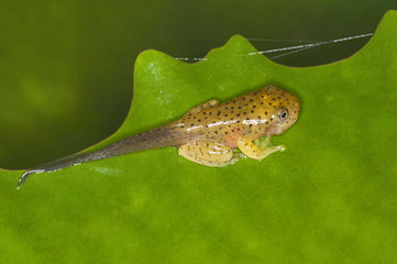 Close view of Tadpole, Malabar gliding frog, Rhacophorus malabaricus