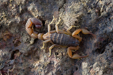 Indian Red scoprion, one of most widely distributed species of scorpion in India. Hottentotta...
