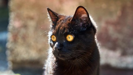 Beautiful Black cat Tomsk city Siberia. Russia.