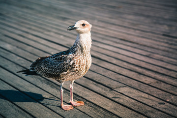 Young mediterranean seagull on wooden pier in Barcelona, Spain. Sea gull bird. Color toned. Selective focus.