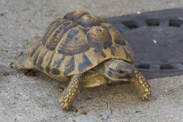 tortue terrestre