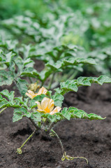 The bright yellow flowers of watermelon