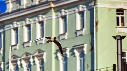 A gull is flying. Summer in Tomsk Siberia