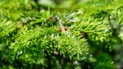 Young fir needles. Summer in Siberia. Tomsk Russia