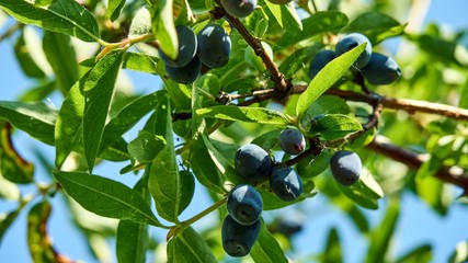 Honeysuckle berry. Summer in Siberia Tomsk Russia