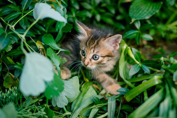 Naklejka na ściany i meble Cute tabby little kitten in the grass