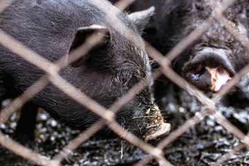 Vietnamese pigs on the farm.