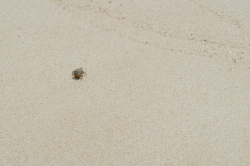 やどかりと砂浜