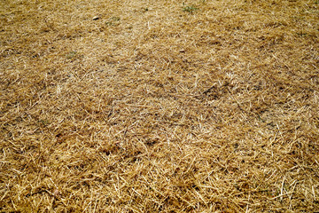 Dry grass in the middle of the summer. 