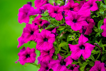 Colorful petunias grow on flower beds in the city 